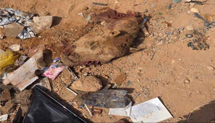 مأساة على طريق العبر.. جمل يتسبب في حادث مروع لحافلة قادمة من السعودية