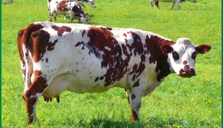 حادث مأساوي في النمسا.. قطيع أبقار يودي بحياة مسنة ويصيب زوجها بجروح خطيرة