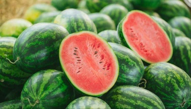 وزارة الزراعة المصرية توضح حقيقة تضرر محصول البطيخ في كفر الشيخ وتكشف حجم الخسائر