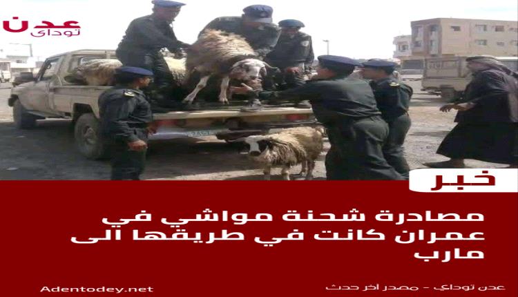 مصادرة شحنة مواشي مخصصة للنازحين في مأرب بمحافظة عمران