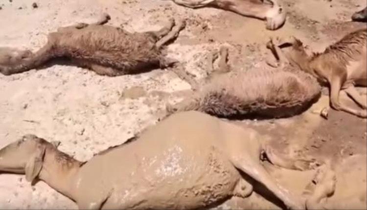 نفوق قطيع أغنام في نهر النيل بالسودان بعد تلوث أحواض تعدين بمواد كيميائية سامة