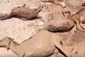 نفوق قطيع أغنام في نهر النيل بالسودان بعد تلوث أحواض تعدين بمواد كيميائية سامة