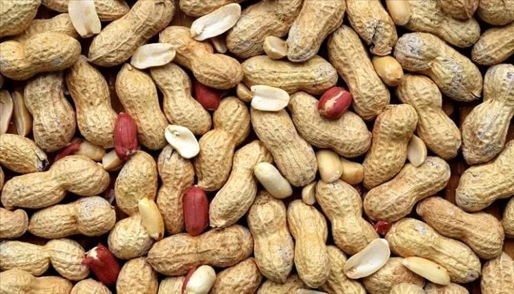 دراسة: الفول السوداني قد يساعد في تحسين استجابة الدماغ للأنسولين والذاكرة
