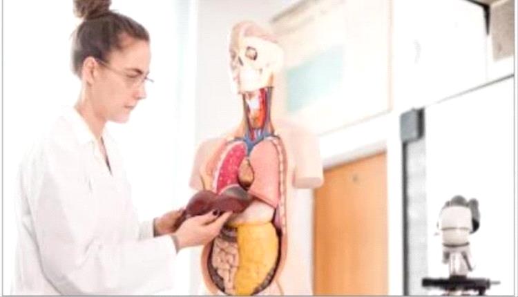 الكبد الدهني.. خطوات بسيطة تساعد على تحسين صحة الكبد
