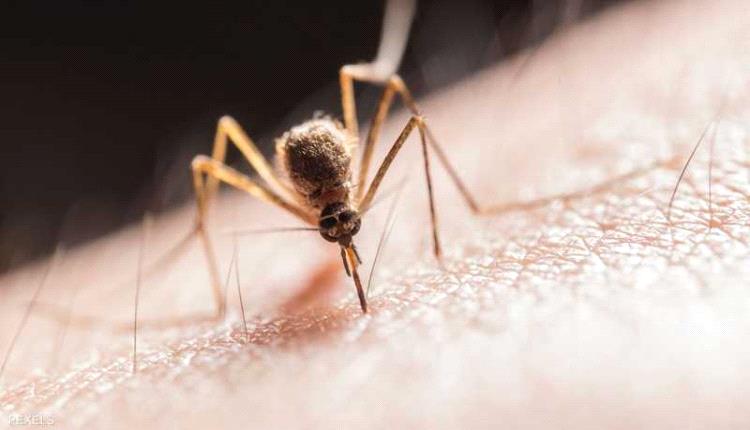 فيروس غرب النيل ينتشر في إيطاليا مع ارتفاع درجات الحرارة