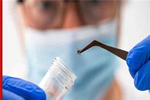 روسيا تطوّر لقاحًا بتقنية mRNA لمواجهة التهاب الدماغ المنقول بالقراد