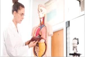 الكبد الدهني.. خطوات بسيطة تساعد على تحسين صحة الكبد