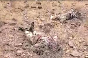 العثور على جثث يُعتقد أنها لعناصر من حركة الشباب بين قتلى الحوثيين بالساحل الغربي